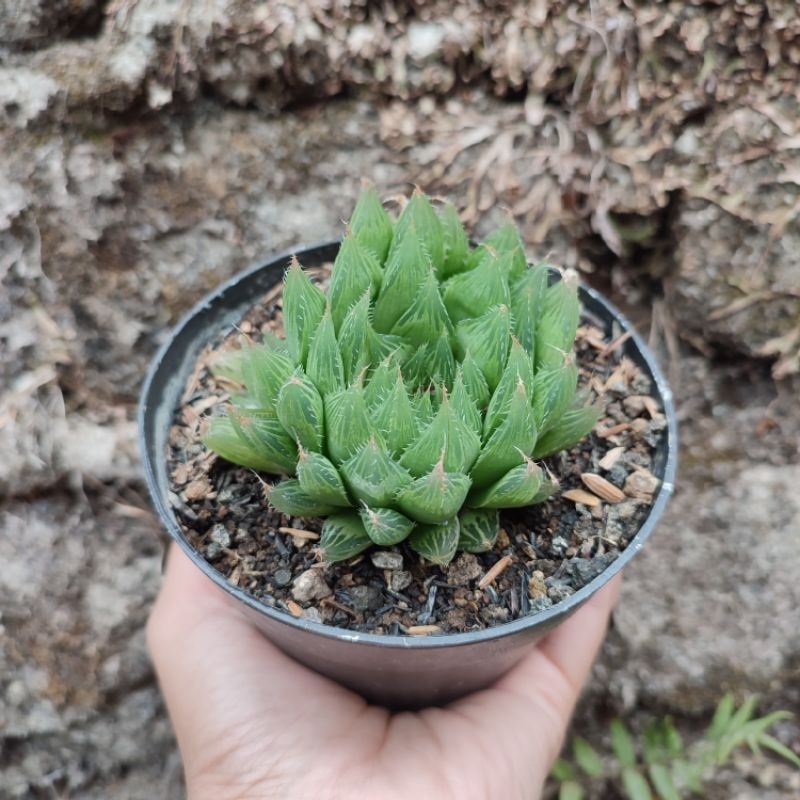 Haworthia Cooperi | D 10cm