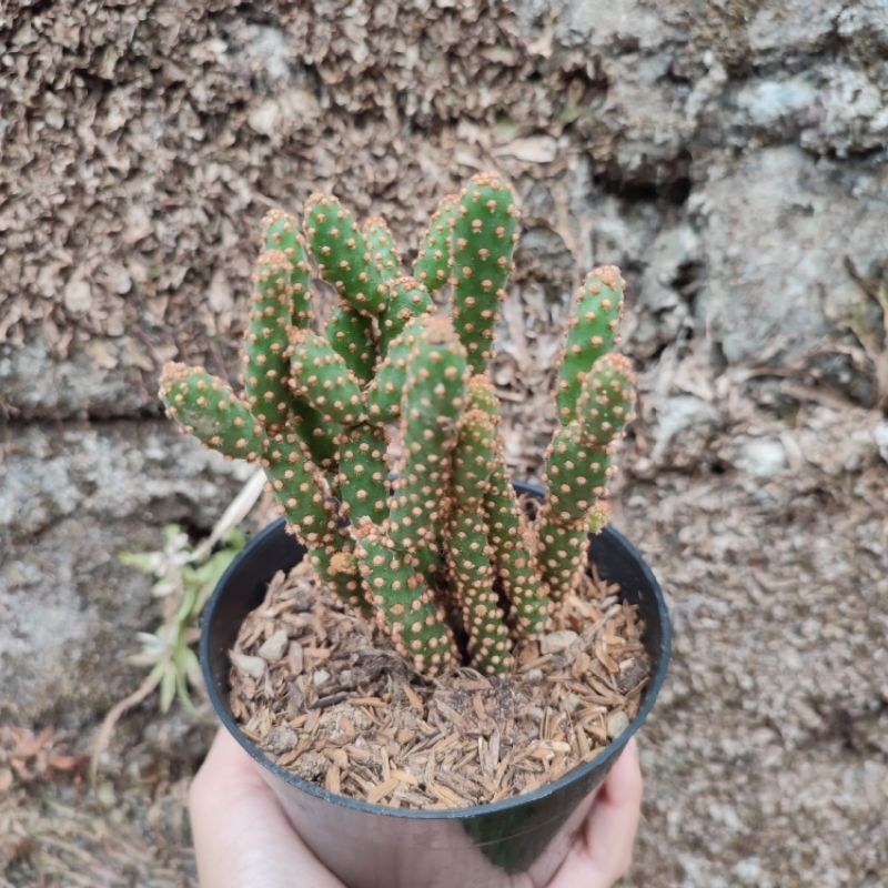 Opuntia Rufida Mini | DP 10cm | Kaktus