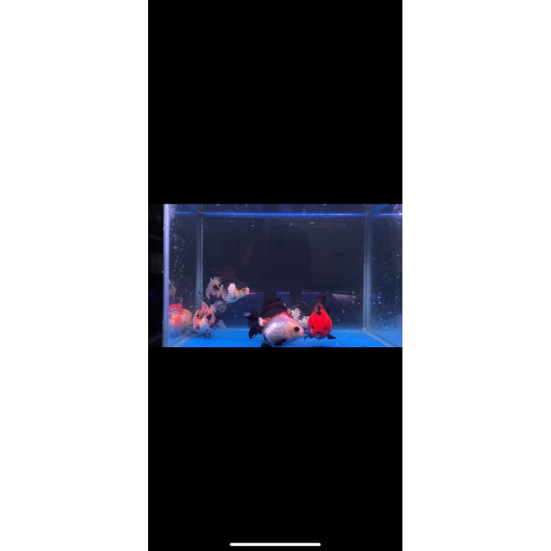 Oranda panda grade A LIMITED STOCK