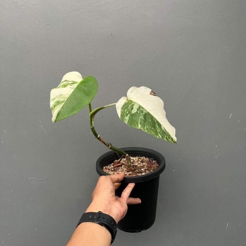 Monstera variegata white tiger ekonomis