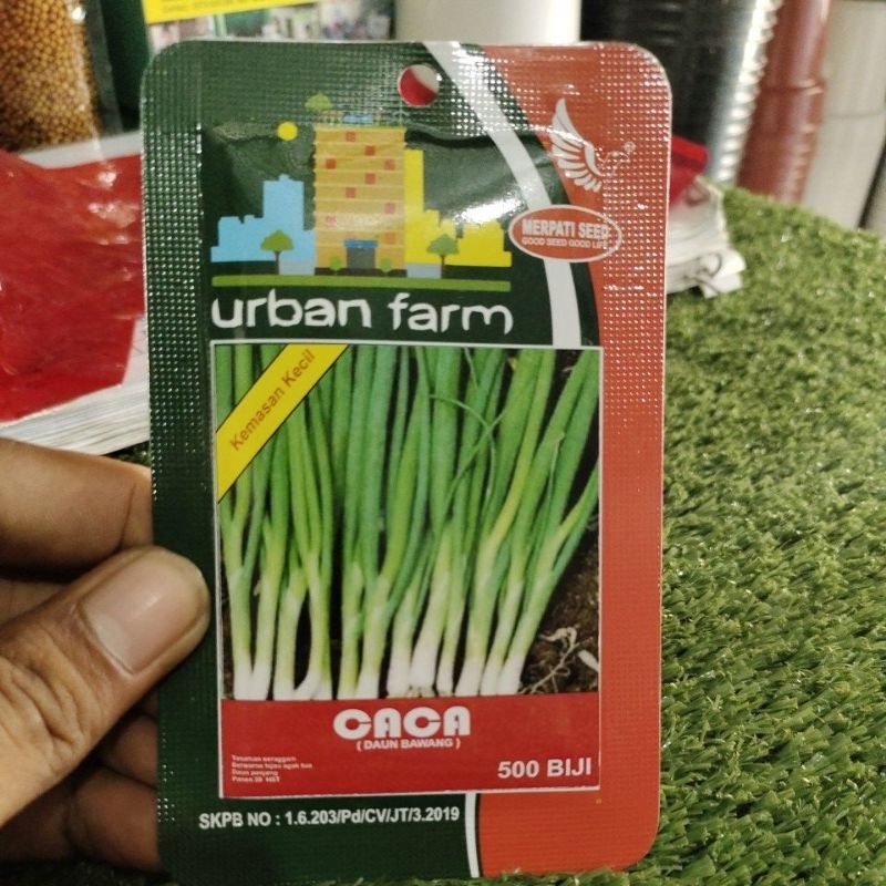 Benih Daun Bawang Caca isi 500 Biji Original Merpati Seed