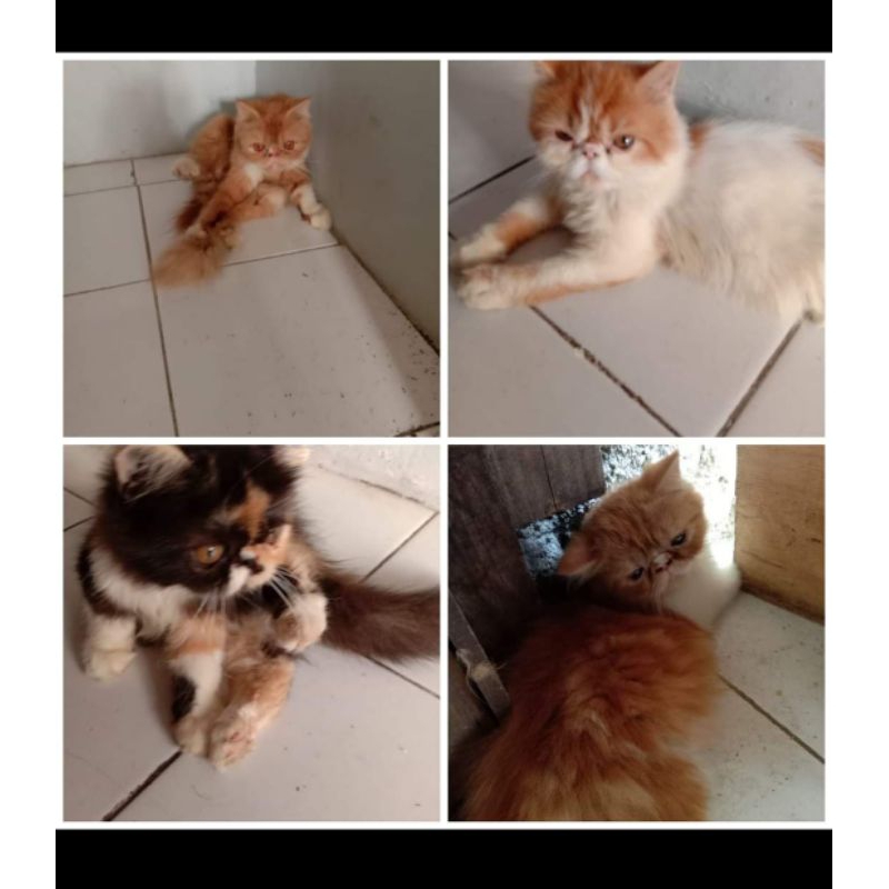 KUCING RAS PEAKNOSE PESEK EXTRIM LINE PED RAS MURNI
