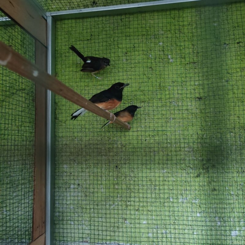 Murai|Trotol Betina/Jantan