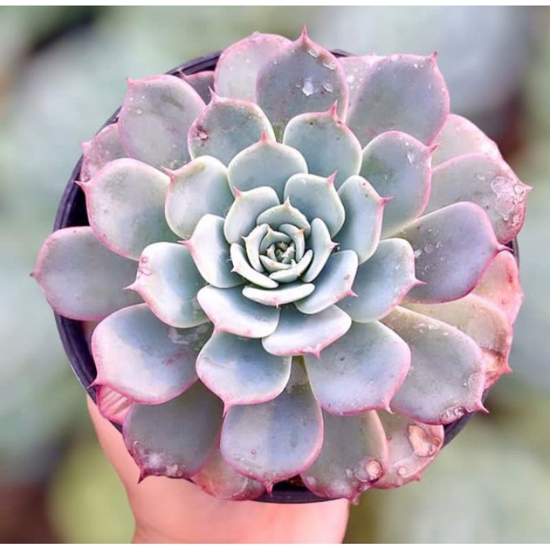 Sukulen Echeveria Laurensis