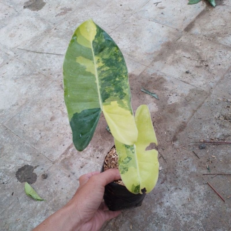 Philodendron Burle marx variegata