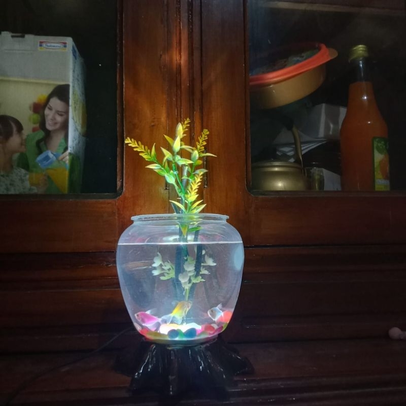 Aquarium Akar/Aquarium mini estetik/aquarium ikan kecil