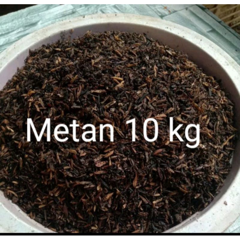 Metan Simple Aglonema  fermentasi 10 kg