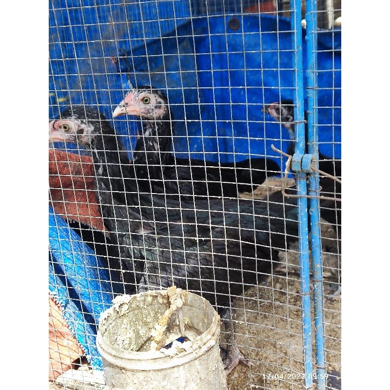 

jual ayam jawa untuk setok pedagang lamongan dan ayam gorengan