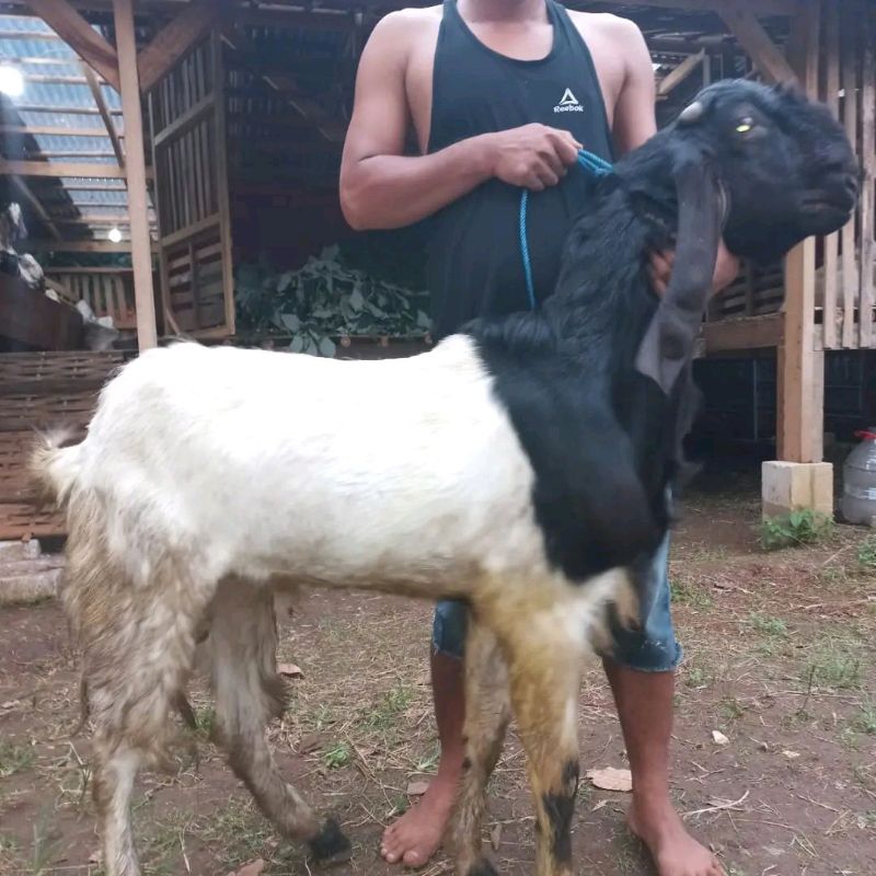 

kambing qurban dan aqiqah