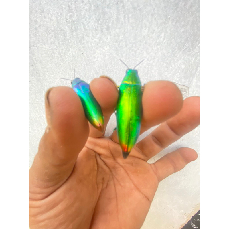 Samber Lilin hidup/Samber iler/Kumbang Hijau/Kumbang Metalic/Samber Milen/Samber Miler