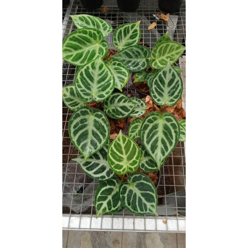 Tanaman kuping gajah Anthurium Dorayaki Silver Blush Ori