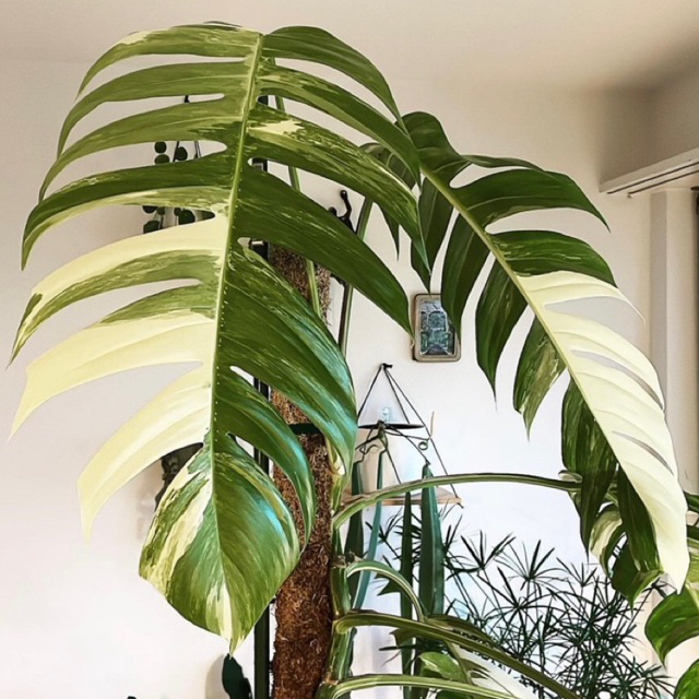 Epipremnum pinatum variegata