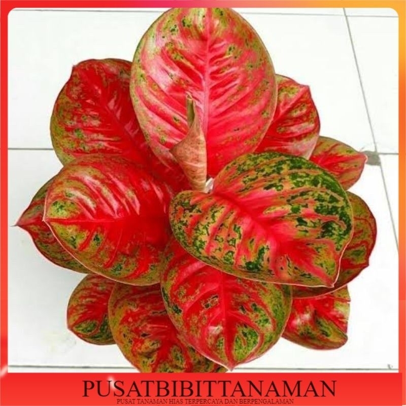 TERLARIS? ANAKAN AGLONEMA WULANDARI ANAKAN