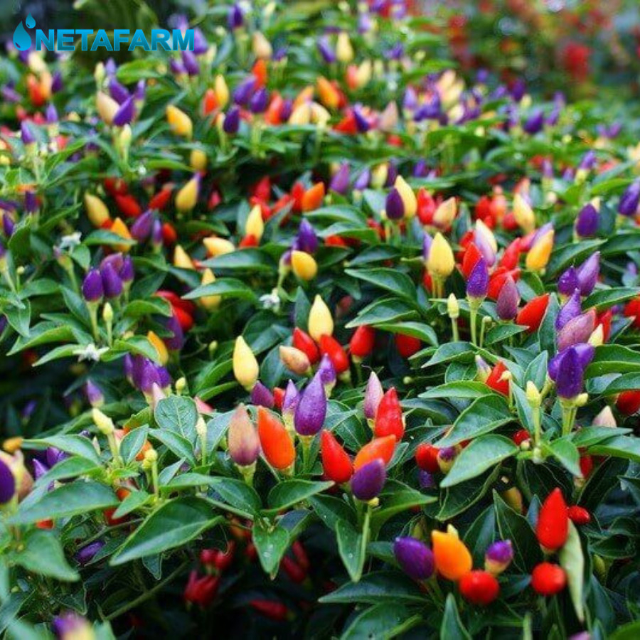 Benih Biji Bibit Cabai Hias Bolivian Rainbow Mix Garden Seed - 10 Benih