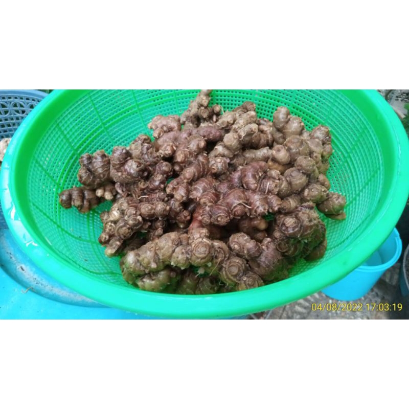 Bibit Rimpang Kunyit Hitam