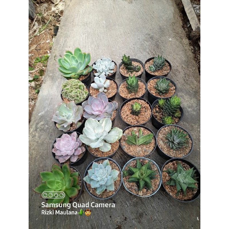 

paketan campur harga hemat..