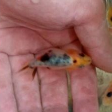 

ikan koki baby ranchu calico