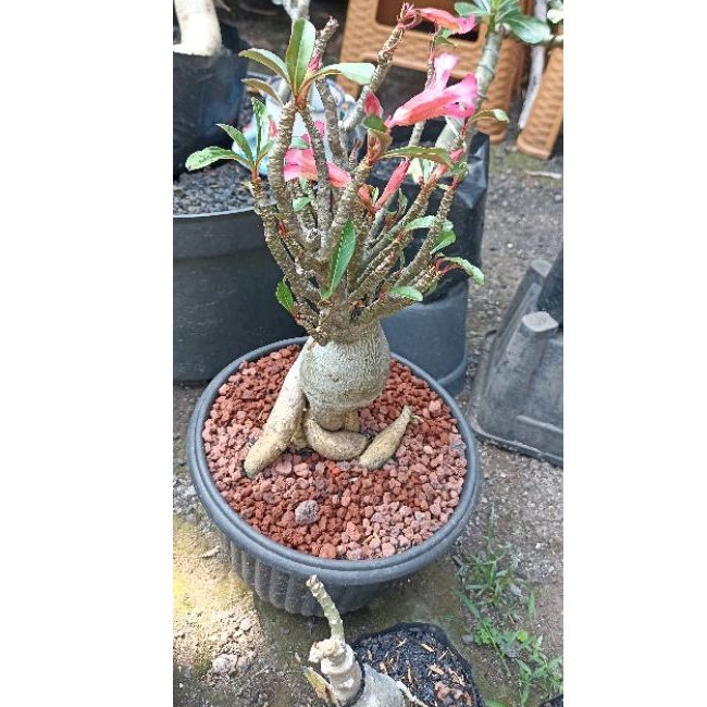 Adenium Cabang Seribu ( Cabser)