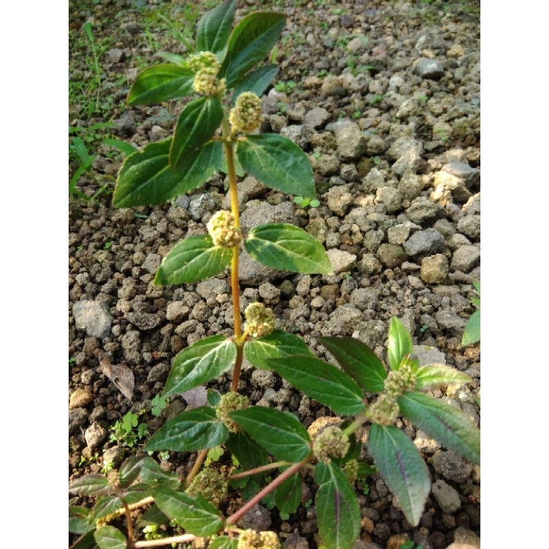 

Herbal patikan kebo