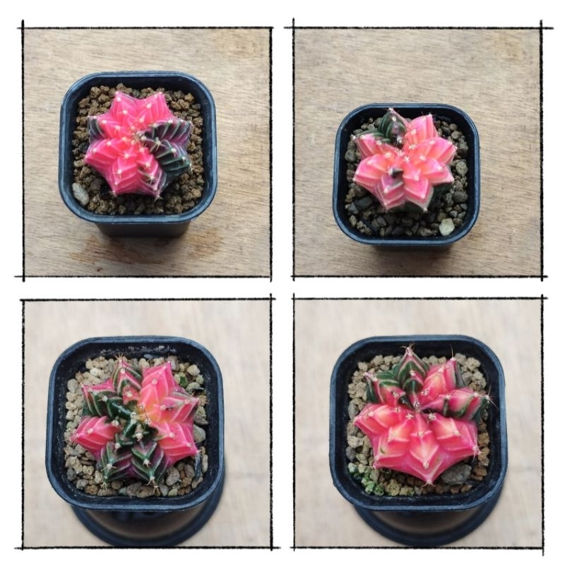 Kaktus Gymno Variegata/Kaktus Murah