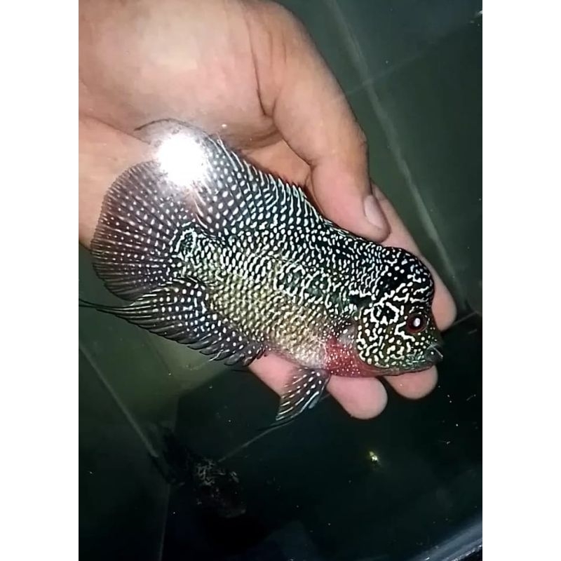 Lohan CENCU (Jantan)