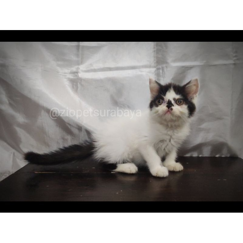 Kitten flatnose betina ns