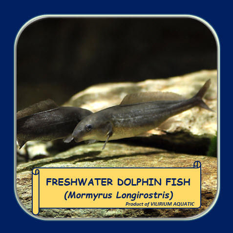 IKAN HIAS AIR TAWAR - BABY DOLPHIN FRESHWATER / MORMYRUS LONGIROSTRIS