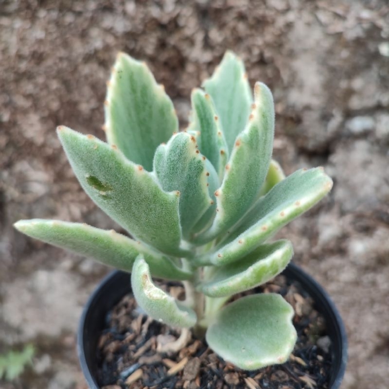 Kalanchoe Variegated | Sukulen | DP 10cm