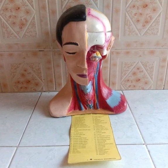 

Torso kepada manusia kepala otak alat peraga pendidikan