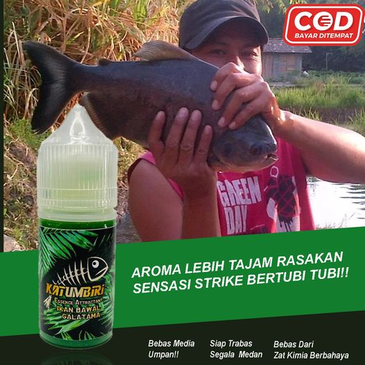 Essen katumbiri ikan bawal galatama paling ampuh / Essen galatama bawal paling gacor / Essen oplosan