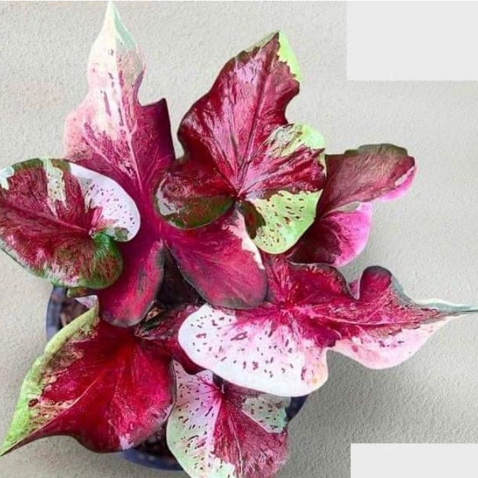 Tanaman Hias Caladium NOPAKAU // NPK  Caladium // Anakan Keladi Hias NPK SERIES //  NPK keladi (Bisa