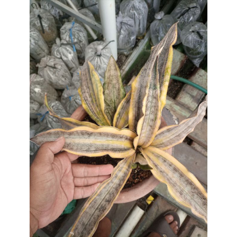sansevieria kirkii brown varigata