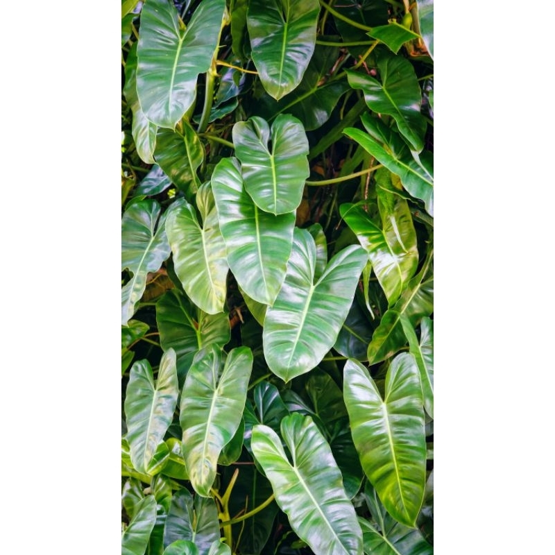 Philodendron Burlemax (Brekele), Tanaman hias bisa indoor dan taman, daun mini,  tanaman hidup, coco