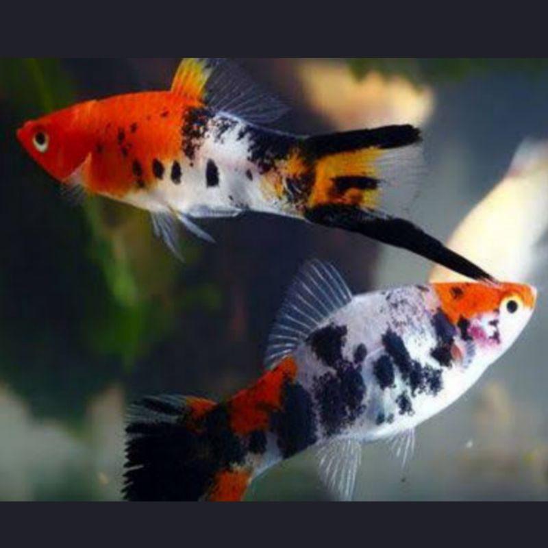 IKAN HIAS PLATY SANKE HIASAN AQUARIUM