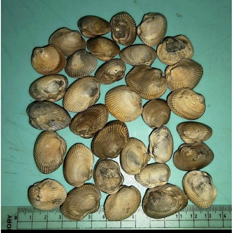 natural batu posil kerang laut
