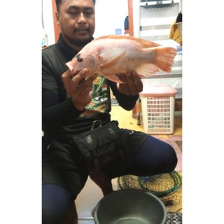 10 Pcs Reseller Essen Ikan Nila Mujaer Mujair  Esen Lumut Lukut Jedud