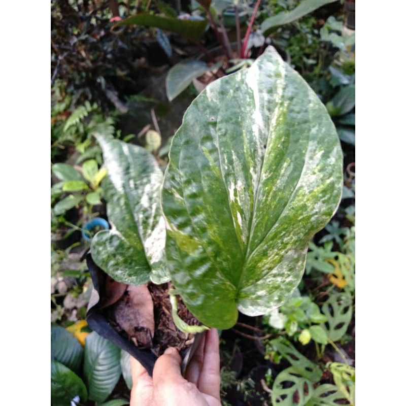 monstera amydrium Variegata