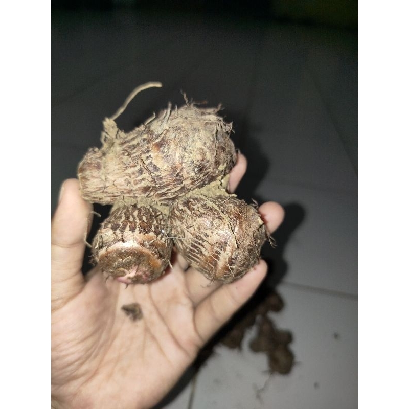 Ubi Talas 1kg Asli Panen Petani