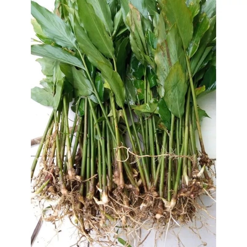 Paket 20 Bibit Kapulaga Hibrida / Kapulaga Hijau / Kapulaga Hibrida / Kapolaga