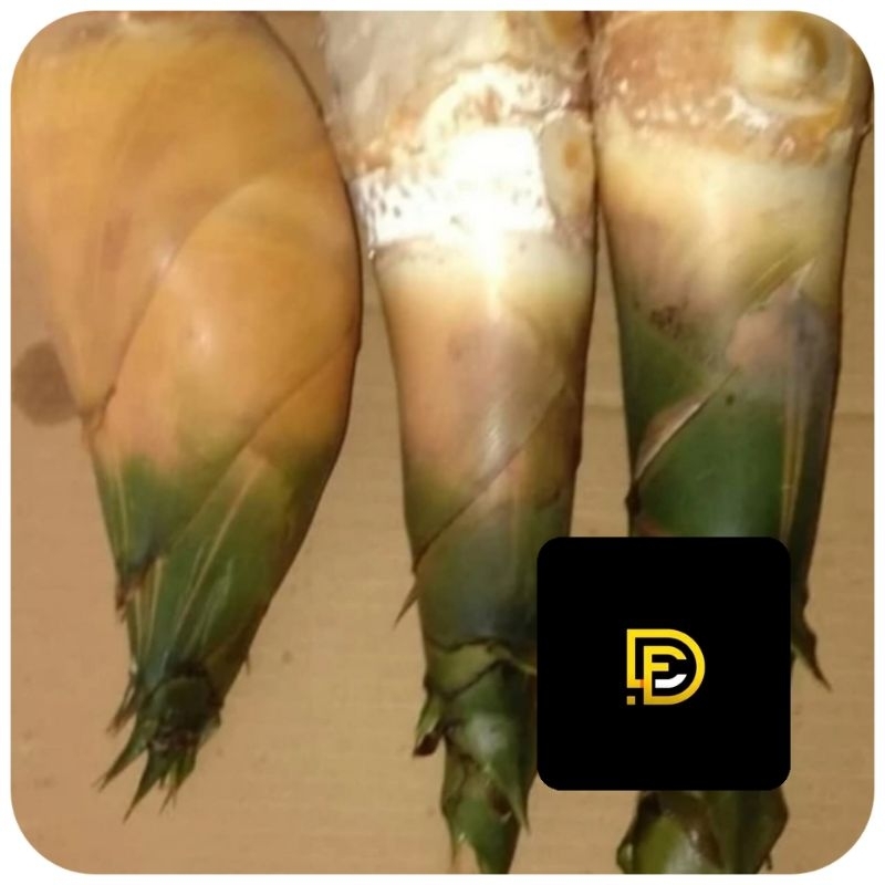 

Rebung bambu kuning 1 kg fresh-az