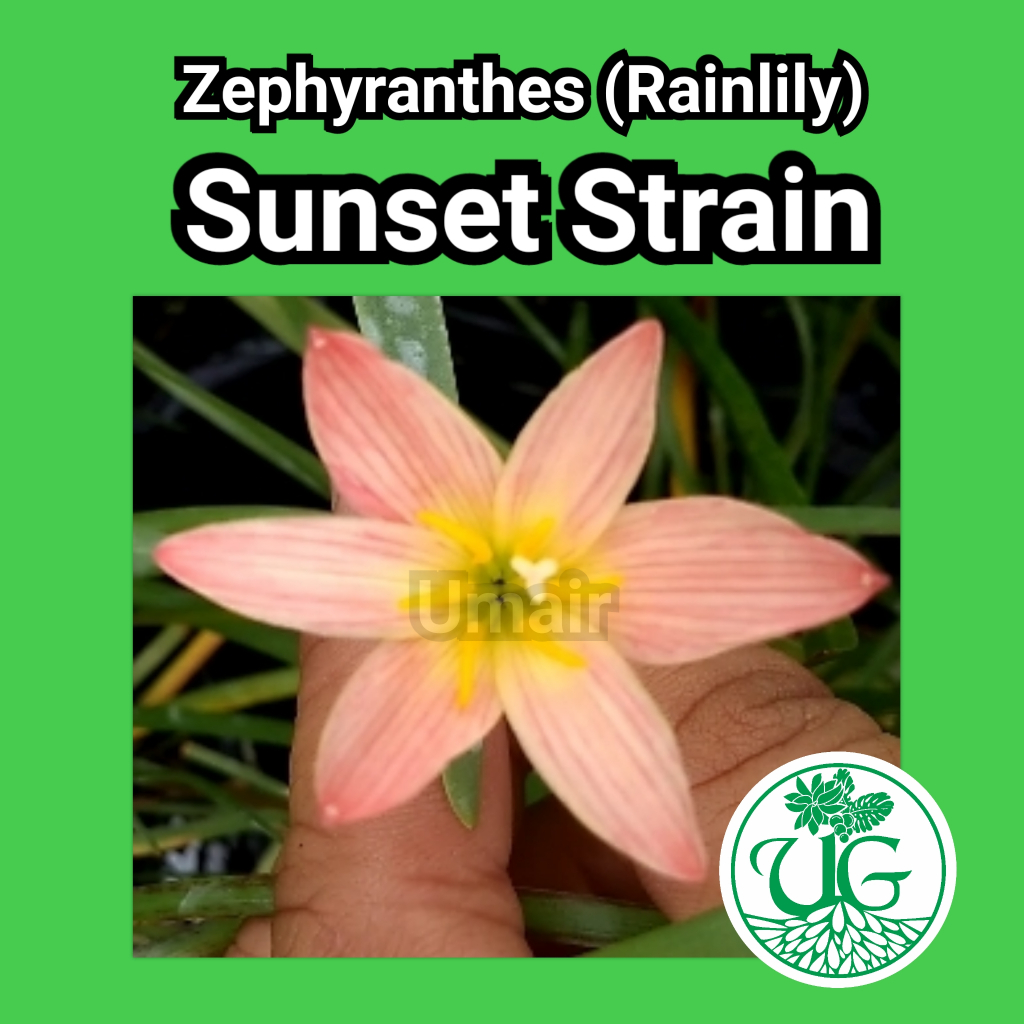 Umbi zephyranthes sunset strain ( zephyranthes / Rain lily )
