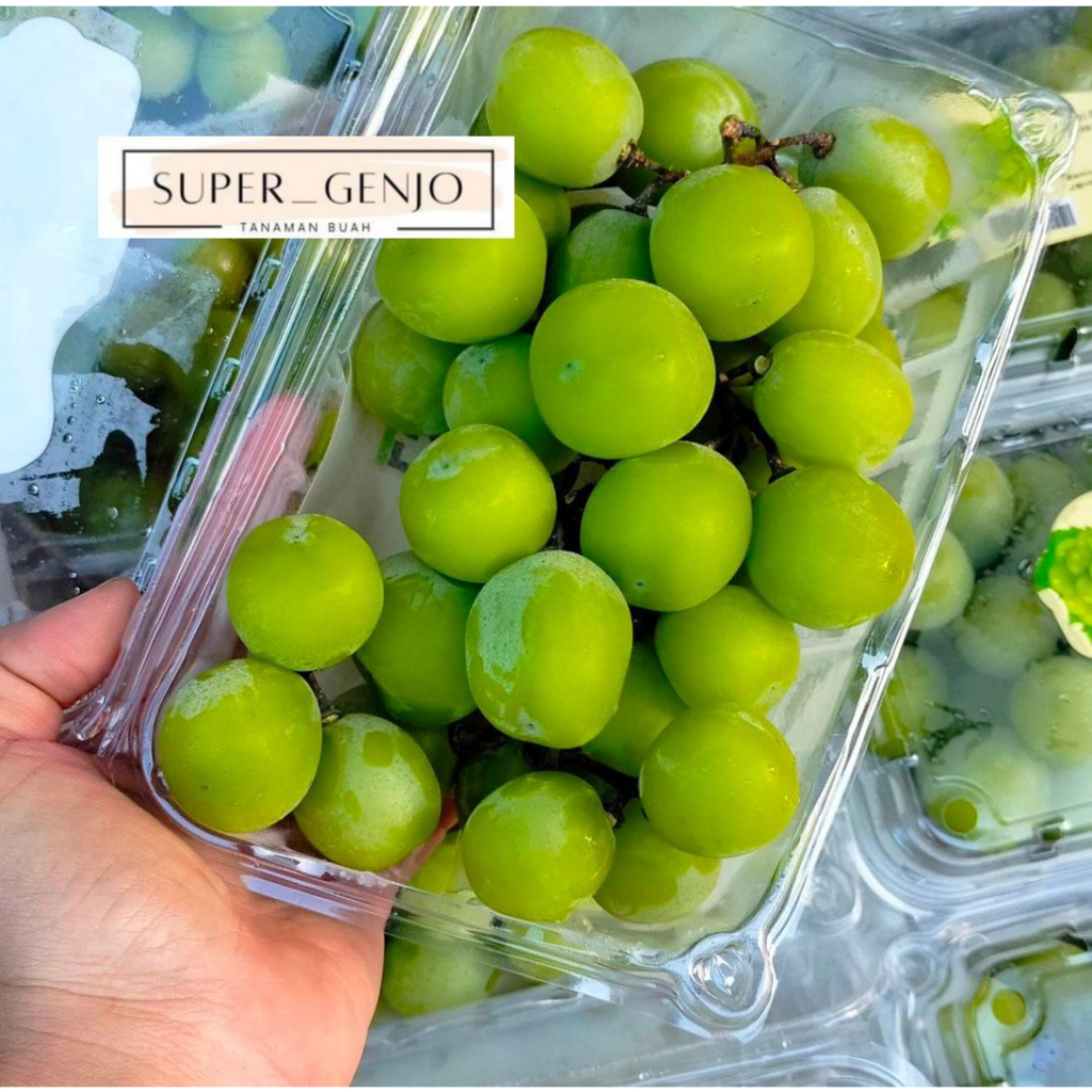 Bibit Anggur Import Muscart Briliant Batang Besar LIVE