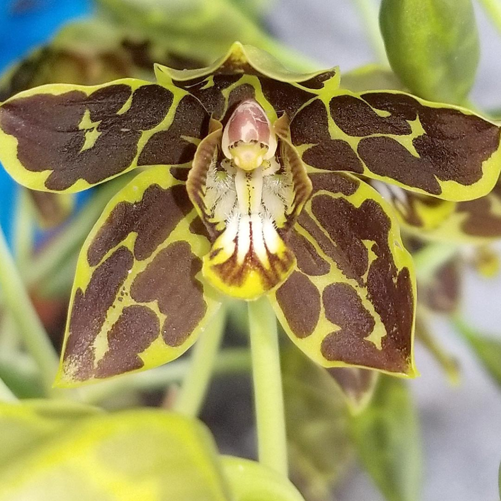 Gramma Scriptum Brown