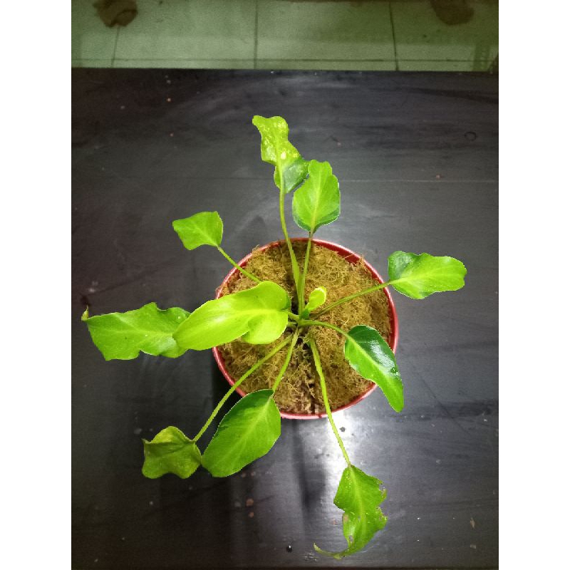 Philodendron Xanadu varigata