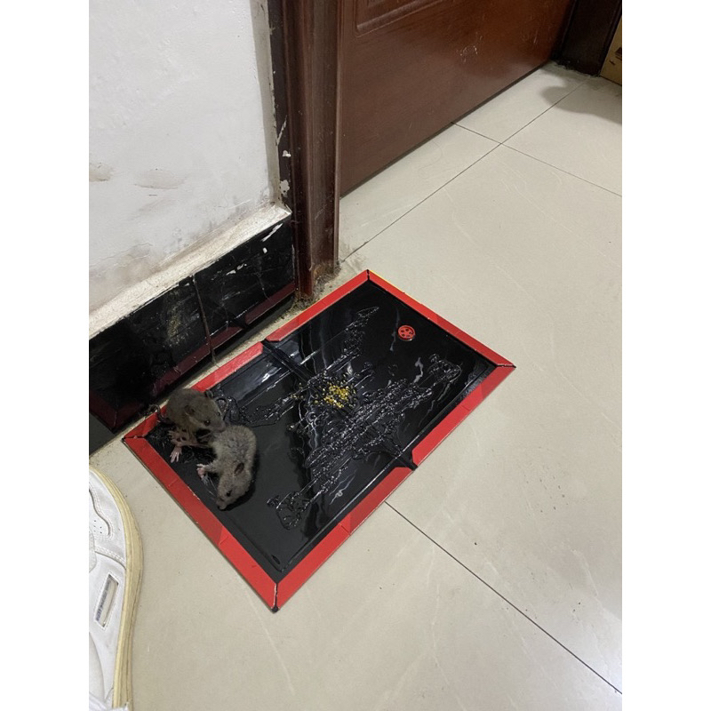 ￼Lem Tikus Papan Jebakan Perangkap Tikus Siap Pakai Buku Super Lengket Glue Board Mouse Rat Trap X Besar Masal Massal