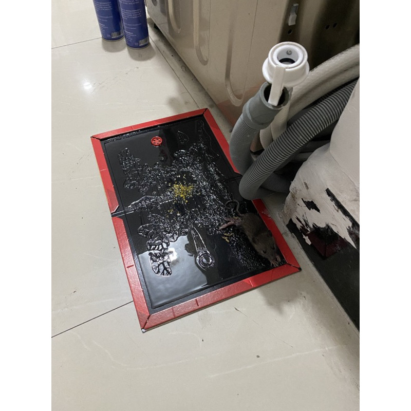 ￼Lem Tikus Papan Jebakan Perangkap Tikus Siap Pakai Buku Super Lengket Glue Board Mouse Rat Trap X Besar Masal Massal