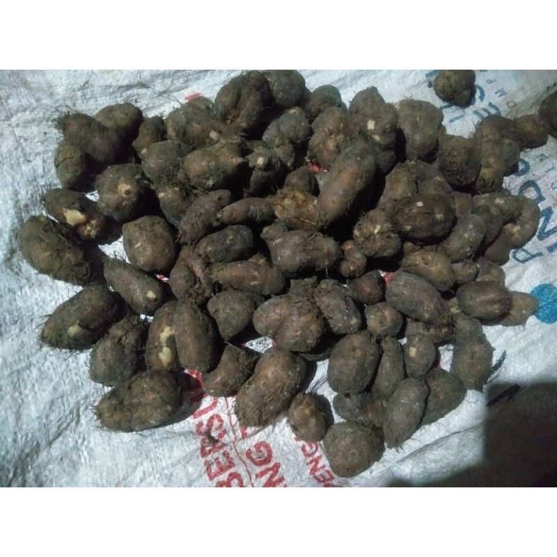 

Umbi Kentang Hitam/Kentang Kleci/Bulu 500gr