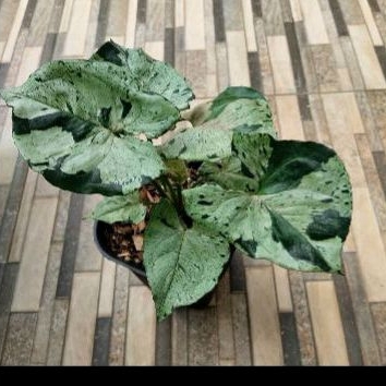 syngonium green splash