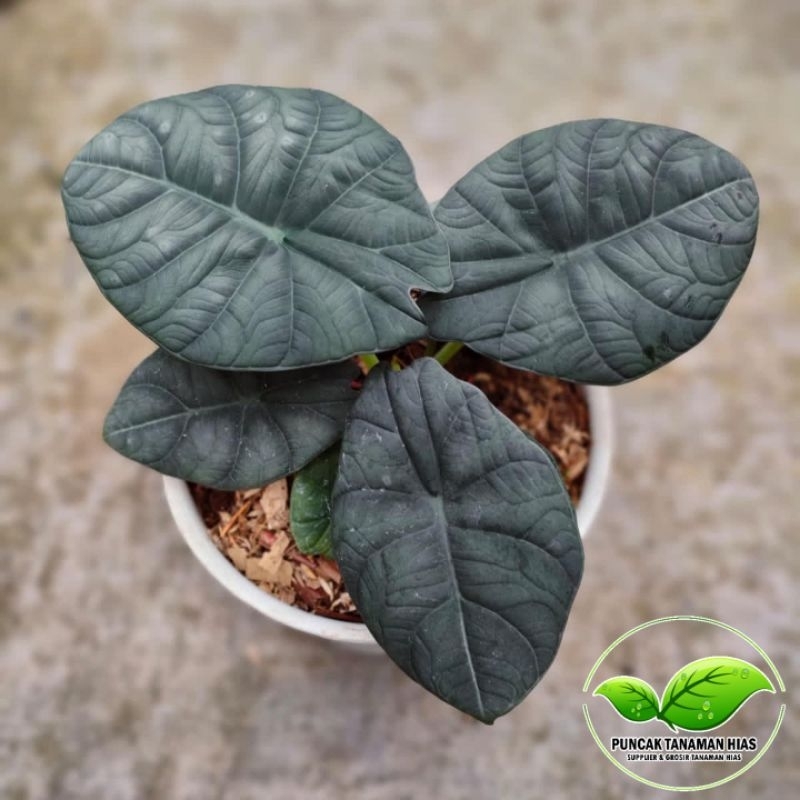 Tanaman hias alocasia maharani - Alocasia maharani