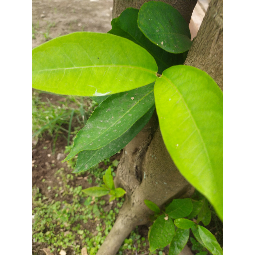 

DAUN JAMBU AIIIIIIRR